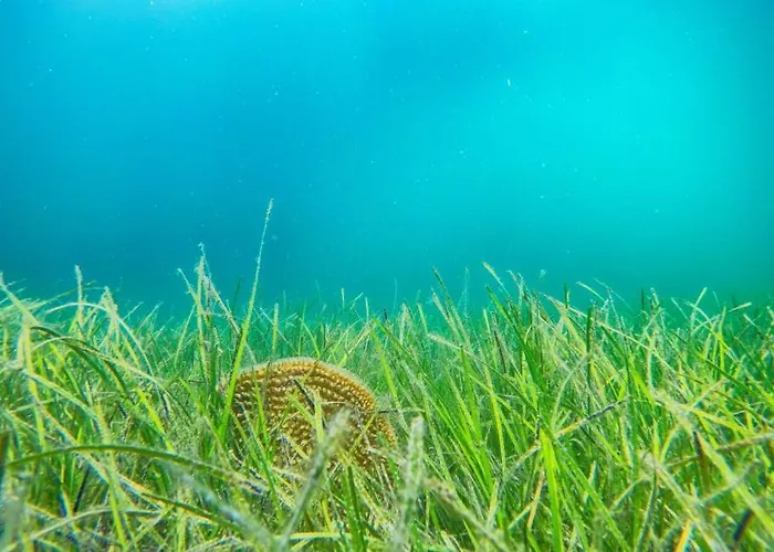 Danica - Privlaka By Guide